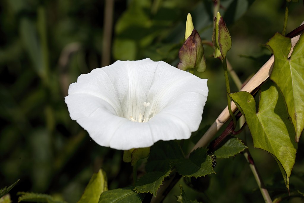 hellegatsplaten natuurgebied natuur staatsbosbeheer goeree overflakkee heckrunderen hdr fjordenpaarden vogelkijkhut